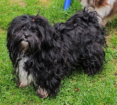 Étalon Bichon Havanais - Winkie wee de la vallée du rêve