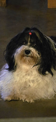 Étalon Bichon Havanais - Rumba Des Terres De Pallanne