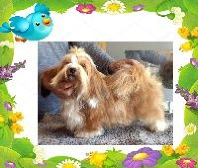 Étalon Bichon Havanais - Fauna biale bursztynki