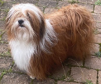 Rey rojo Du printemps des olivets