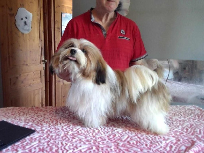 Étalon Bichon Havanais - Utopie Du Domaine De Brière