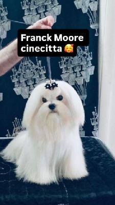 Étalon Bichon maltais - Frank moore cinecitta'
