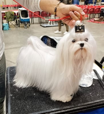 Étalon Bichon maltais - cinecitta' Ines orsini