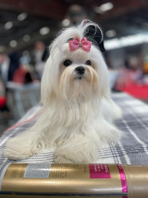 Étalon Bichon maltais - Magic White Illusion Snowee