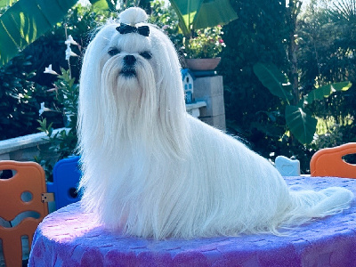 Étalon Bichon maltais - Votre altesse de L'Adoree Peneloppe