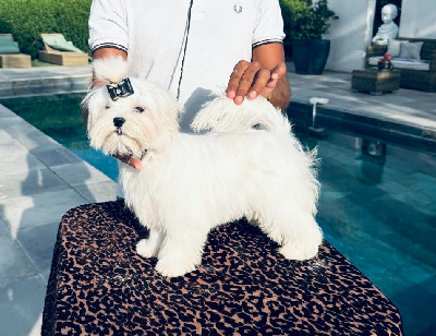 Étalon Bichon maltais - Jet Set's Blue Star Altesse