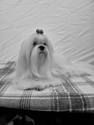 Étalon Bichon maltais - CH. luxury beauty Charlie boy