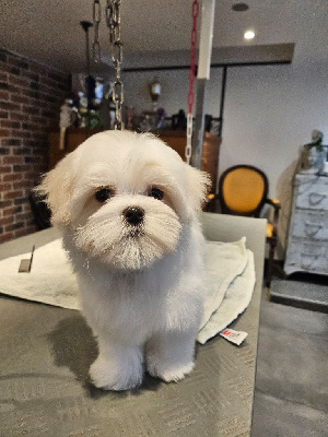 Étalon Bichon maltais - Magic White Illusion Aura-moon