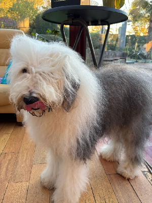 Étalon Bobtail - Rebel of Mary People