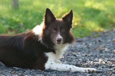 Étalon Border Collie - Uno one (Sans Affixe)