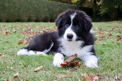 Étalon Border Collie - Adélindra Du Domaine de Singhara