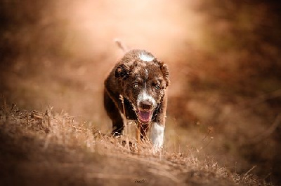 Étalon Border Collie - Ace red hawk des Crocs de Provence