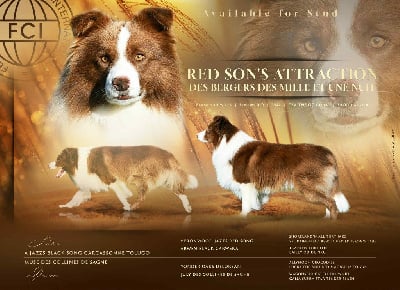 Étalon Border Collie - Red son's attraction Des Bergers des Mille et Une Nuit