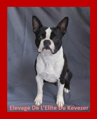 Étalon Boston Terrier - V orwenn vom norden haus
