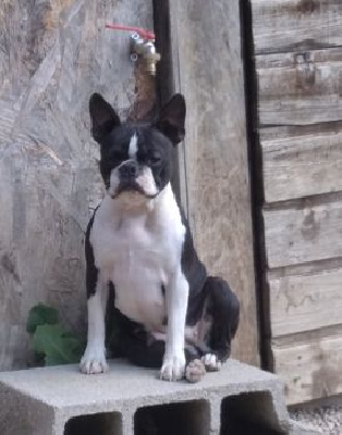 Étalon Boston Terrier - Utopie (Sans Affixe)