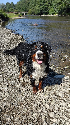 Étalon Bouvier Bernois - Uyna Du Domaine De Bakadit