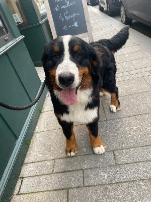 Étalon Bouvier Bernois - Auwen Du Verger Des Beaurepaires
