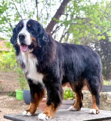 Étalon Bouvier Bernois - Ultra girl Du Hameau De Baika