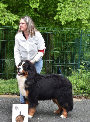 Étalon Bouvier Bernois - Valdess Du Hameau De Baika