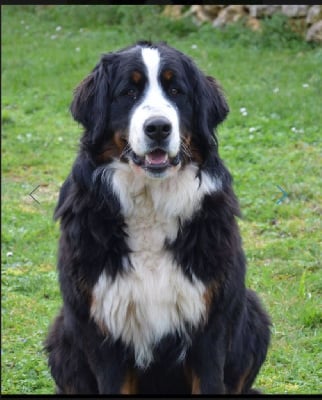 Étalon Bouvier Bernois - Usia du bois des feux follets