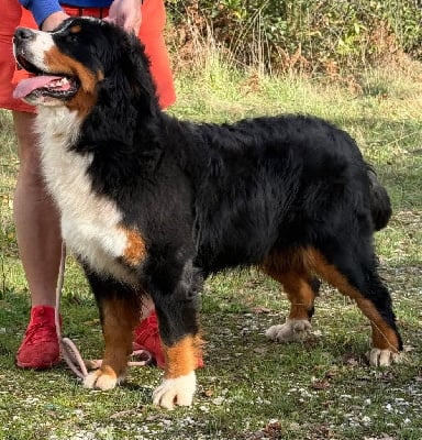 Étalon Bouvier Bernois - Victoria's secret Du Hameau De Baika