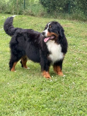 Étalon Bouvier Bernois - Senorita Du Hameau De Baika