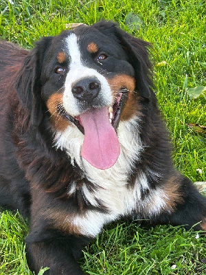 Étalon Bouvier Bernois - Vic vallee de l'hyrome