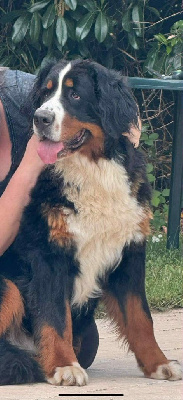 Étalon Bouvier Bernois - Ultime charm de pandora Du Hameau De Baika