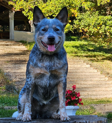 Étalon Bouvier australien - CH. Under the moon Ddk's Tribute
