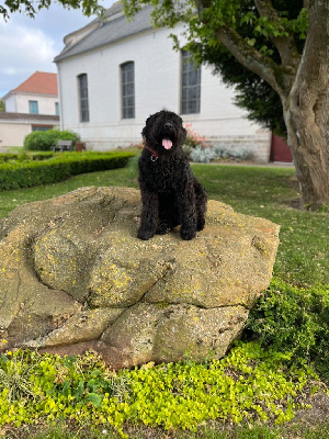 Étalon Bouvier des Flandres - Ultra Des Charbonnay D'Artois