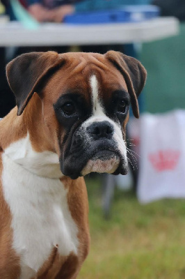 Étalon Boxer - Upie de l'ultyme shark