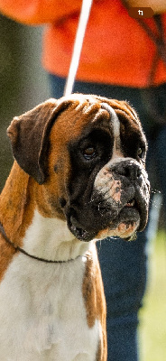 Étalon Boxer - Valentino Des Fidèles Compagnons d'Uxen