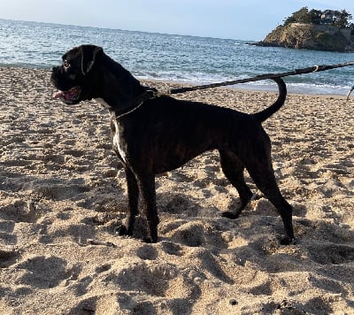 Étalon Boxer - Royale-komet De La Colo D’Eos