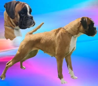 Étalon Boxer - Sea sex n sun de Yu Box