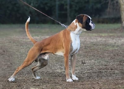 Quarzo dell ottava meraviglia