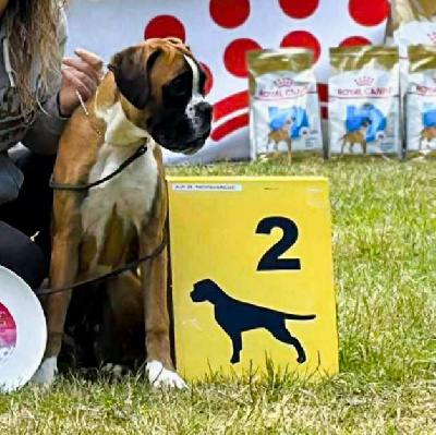 Étalon Boxer - Vogue Du Reflet De Lune