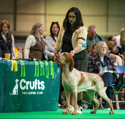 Étalon Braque Italien - CH. Teodora du Domaine de Kérarzic Vilin