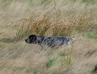 Étalon Braque d'Auvergne - Vaal du ruisseau de Montbrun