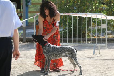 Étalon Braque d'Auvergne - Sylver De La Ferme Des Trois Geais