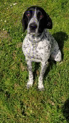 Étalon Braque d'Auvergne - Rafale Des sources de la hulotte
