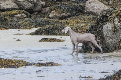 Étalon Braque de Weimar - Shiny Silver Moonlight All we need is love