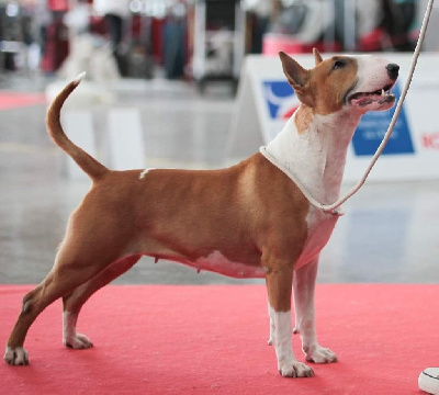 Étalon Bull Terrier - Ch.penniciline ( irène) du Royal Belvédère