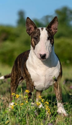 CH. Trick or treat Resident evil