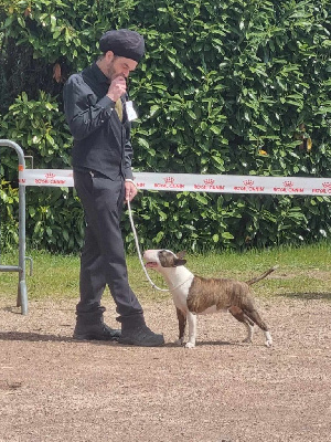 Étalon Bull Terrier Miniature - CH. Kingston-Corbières Bt Twinkel light teena