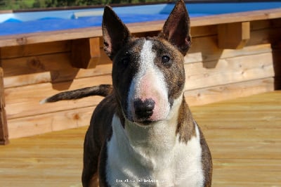Étalon Bull Terrier Miniature - Vicky Des Minis De Belzebulls