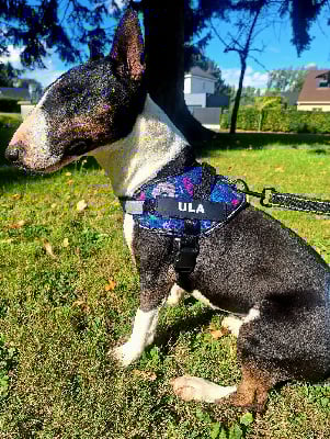 Étalon Bull Terrier Miniature - Una (Sans Affixe)