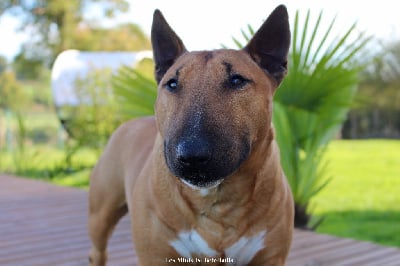 Étalon Bull Terrier Miniature - Toronto (Sans Affixe)