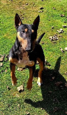 Étalon Bull Terrier Miniature - Unix of bull or die