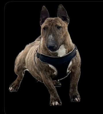 Étalon Bull Terrier Miniature - Ray ban Of The Releve