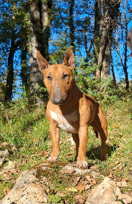 Étalon Bull Terrier Miniature - hell's line Rumeur